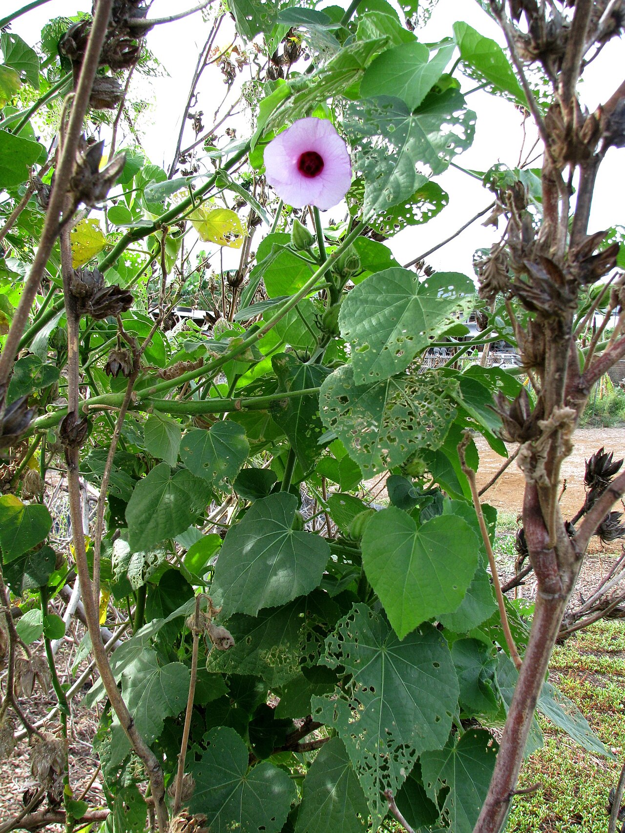 Lindenleaf rosemallow: ʻAkiahala, ʻakiohala, Linden-leaf rosemallow, Lindenleaf rosemallow Indigenous to the Hawaiian Islands Oʻahu (Cultivated) The "Swiss cheese" holes on some of th