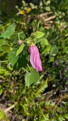 Lindenleaf rosemallow (Sabdariffa furcellata)