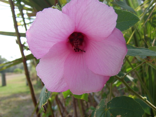Lindenleaf rosemallow (Sabdariffa furcellata)