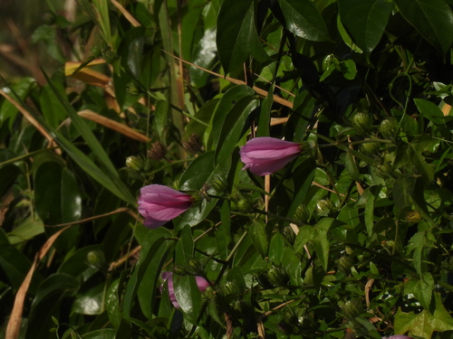 Lindenleaf rosemallow (Sabdariffa furcellata)