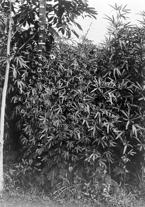 Roselle: Henep ( Hibiscus cannabinus ) dan rosela ( H. sabdariffa ); henep berbunga setelah 2,5 bulan, sedangkan rosela baru berbunga setelah tujuh bulan