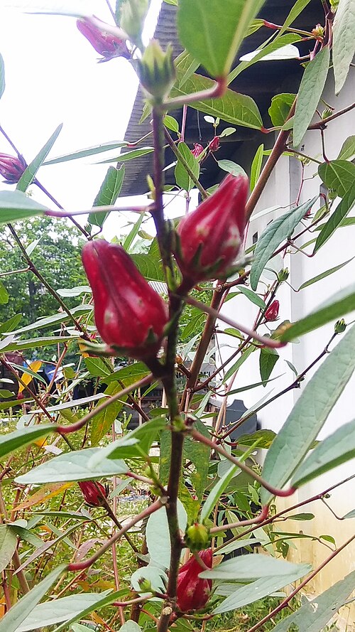 Roselle: Roselle