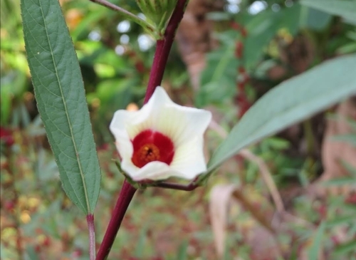 Roselle (Sabdariffa gossypiifolia)