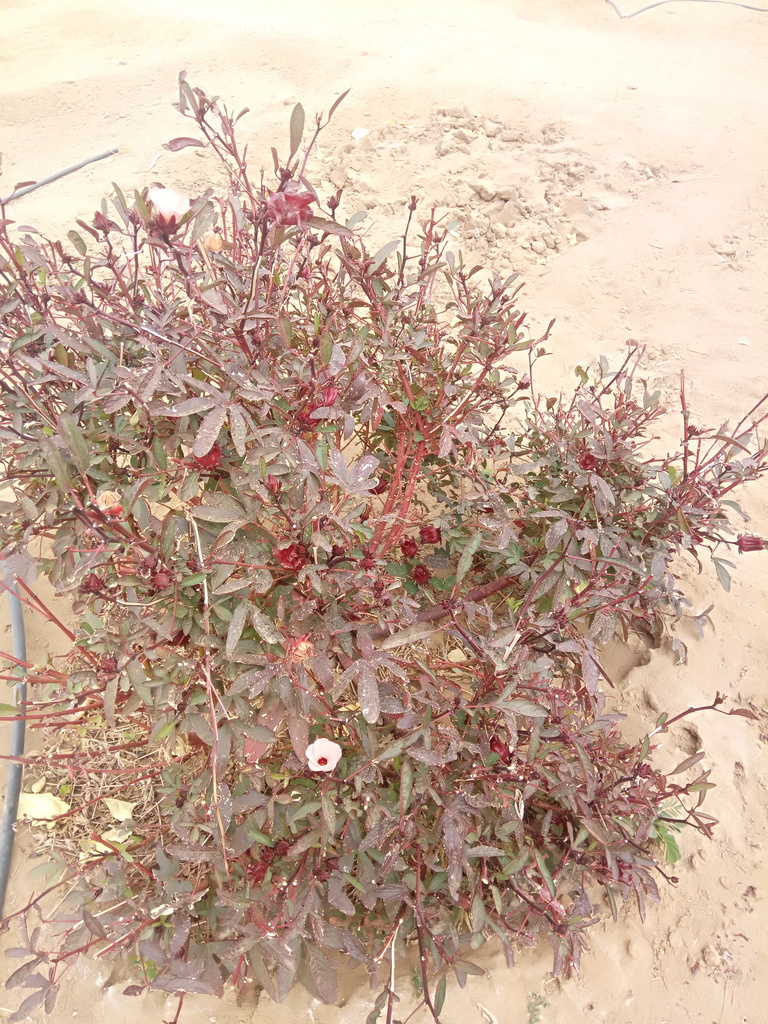 Roselle (Sabdariffa gossypiifolia)