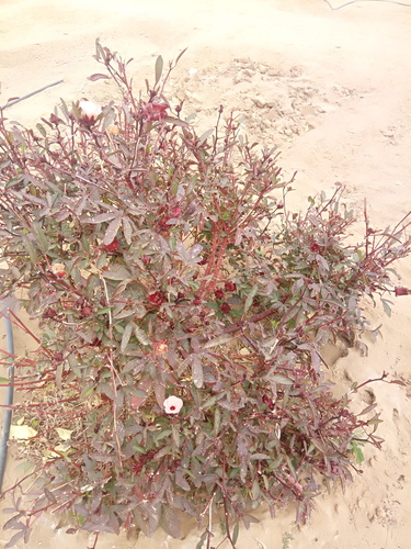 Roselle (Sabdariffa gossypiifolia)