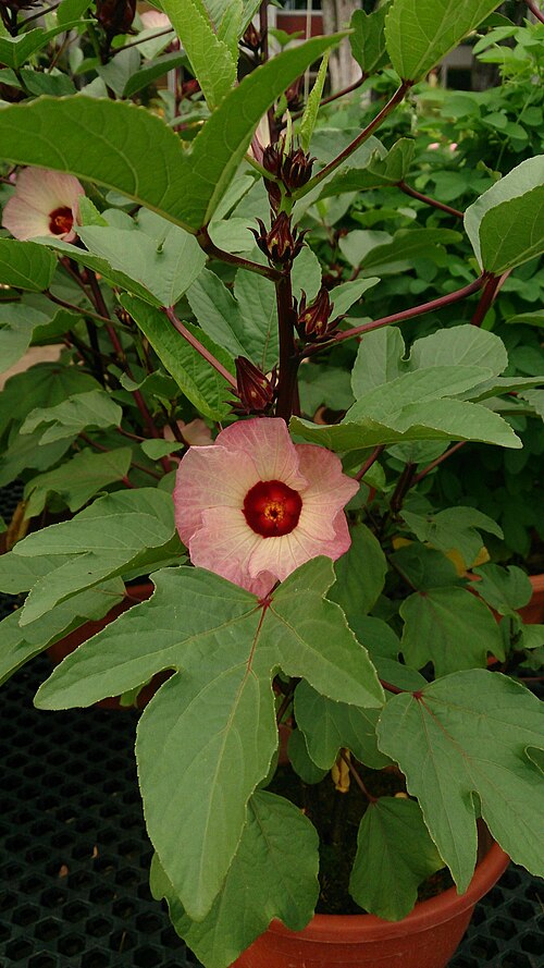 Roselle: Hibiscus sabdariffa. Common names: Roselle. 玫瑰茄. 洛神花. 洛神葵 (Chinese).