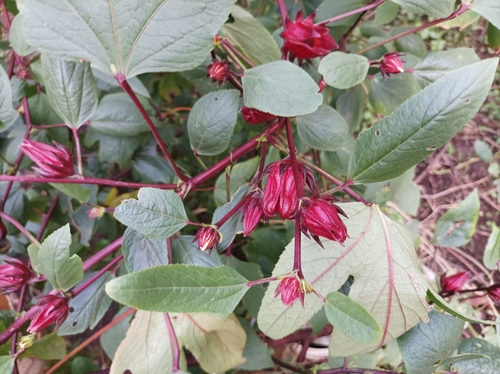 Roselle (Sabdariffa gossypiifolia)