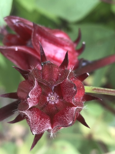 Roselle (Sabdariffa gossypiifolia)