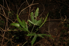 Sabdariffa heterophylla (Sabdariffa heterophylla)