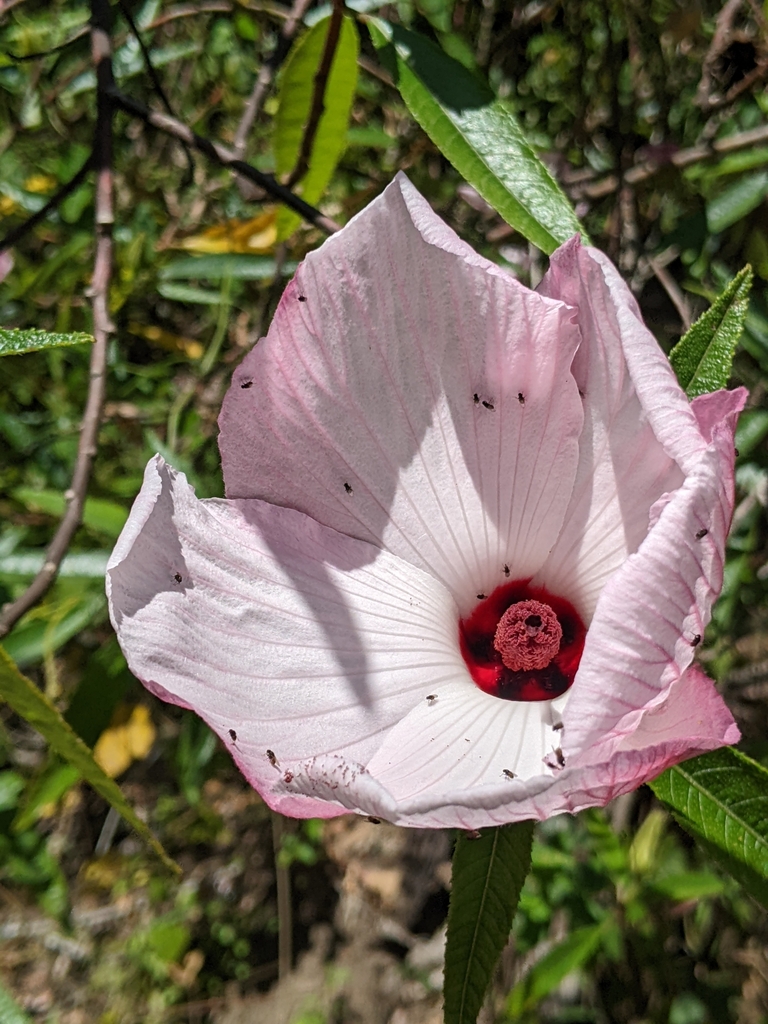 Sabdariffa heterophylla (Sabdariffa heterophylla)