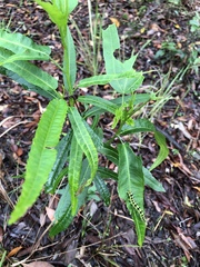 Sabdariffa heterophylla (Sabdariffa heterophylla)
