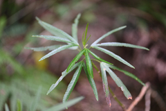 Sabdariffa heterophylla (Sabdariffa heterophylla)