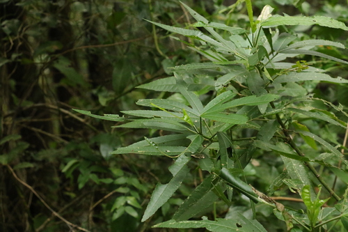 Sabdariffa heterophylla (Sabdariffa heterophylla)