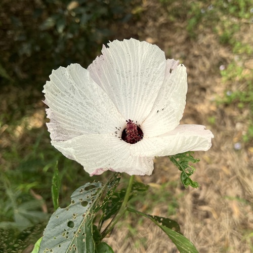 Sabdariffa heterophylla (Sabdariffa heterophylla)