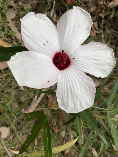 Sabdariffa heterophylla (Sabdariffa heterophylla)
