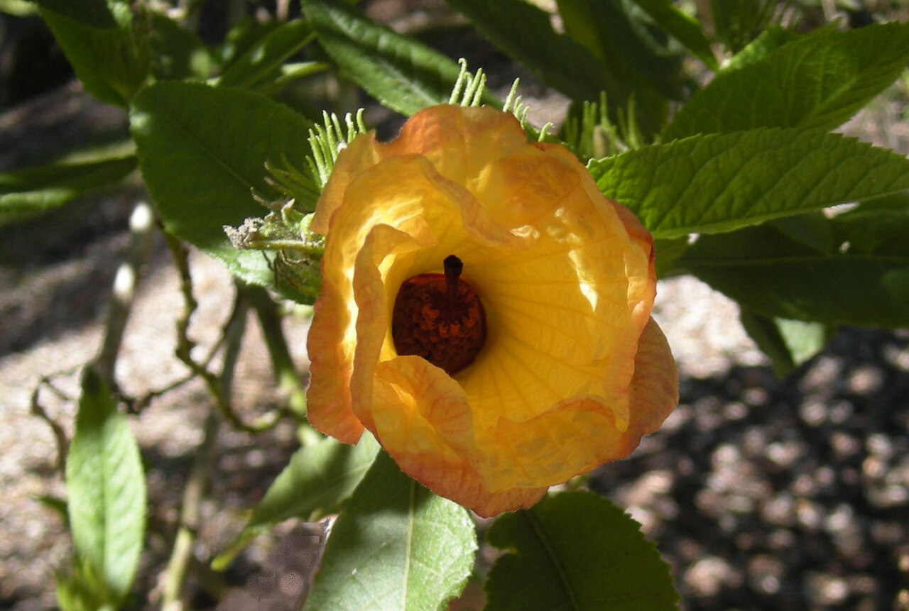 Sabdariffa heterophylla: Hibiscus heterophyllus flower. Mount Archer National Park, Rockhampton, Central Queensland.