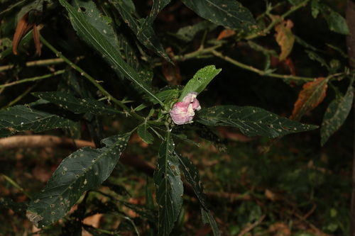 Sabdariffa heterophylla (Sabdariffa heterophylla)