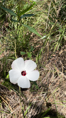Sabdariffa heterophylla (Sabdariffa heterophylla)