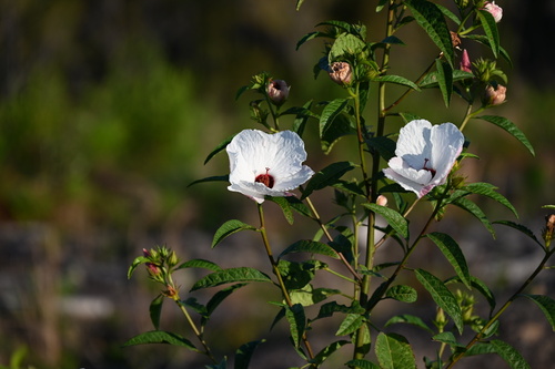 Sabdariffa heterophylla (Sabdariffa heterophylla)