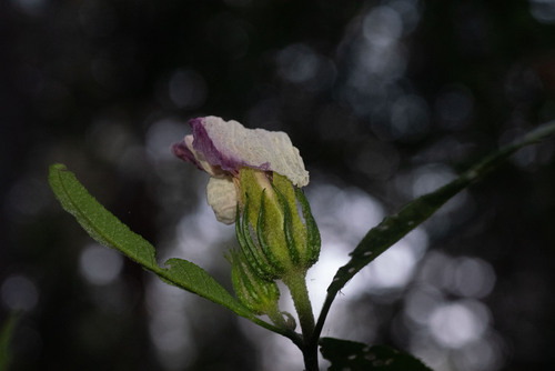 Sabdariffa heterophylla (Sabdariffa heterophylla)