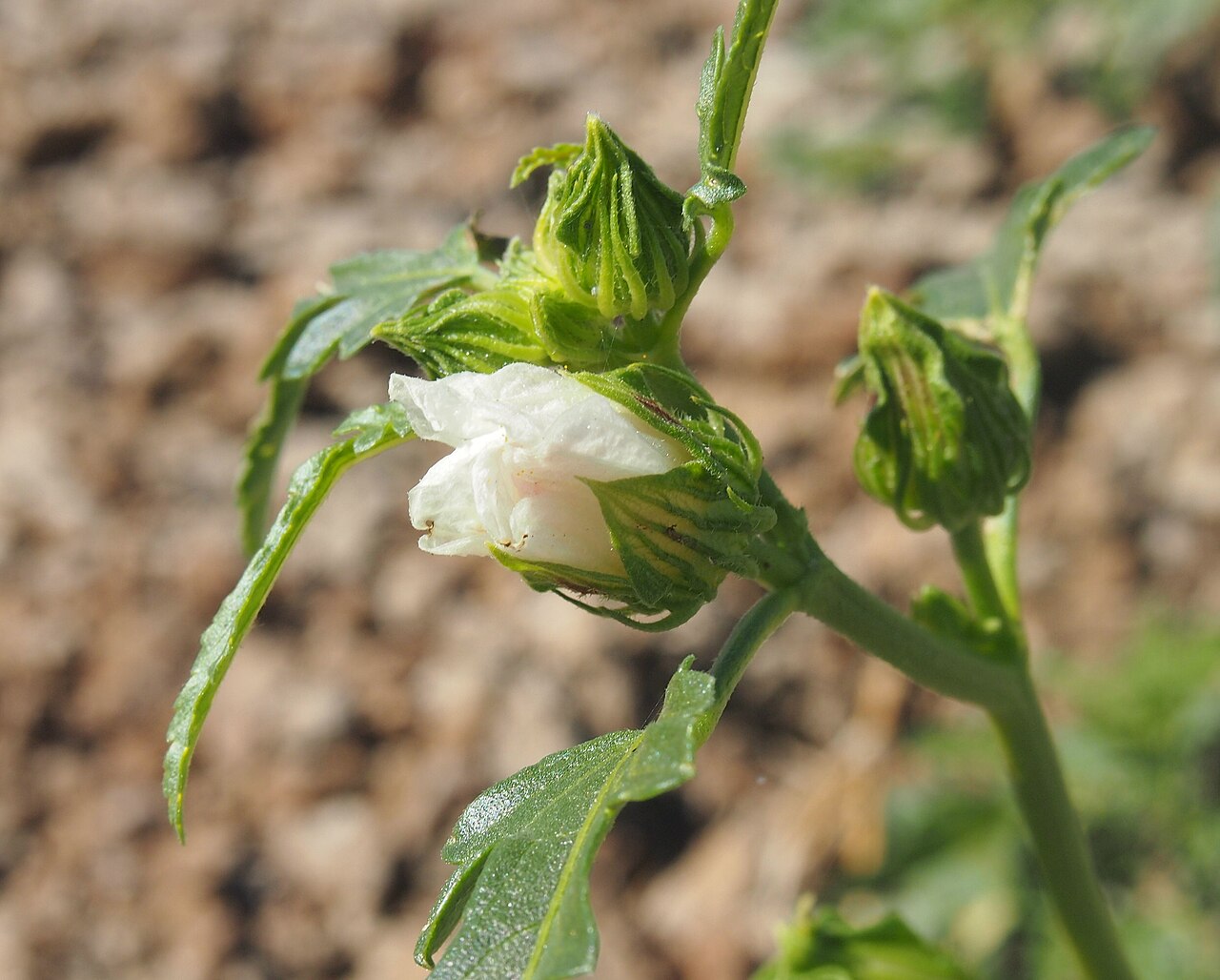 Sabdariffa meraukensis: Hibiscus meraukensis flower
