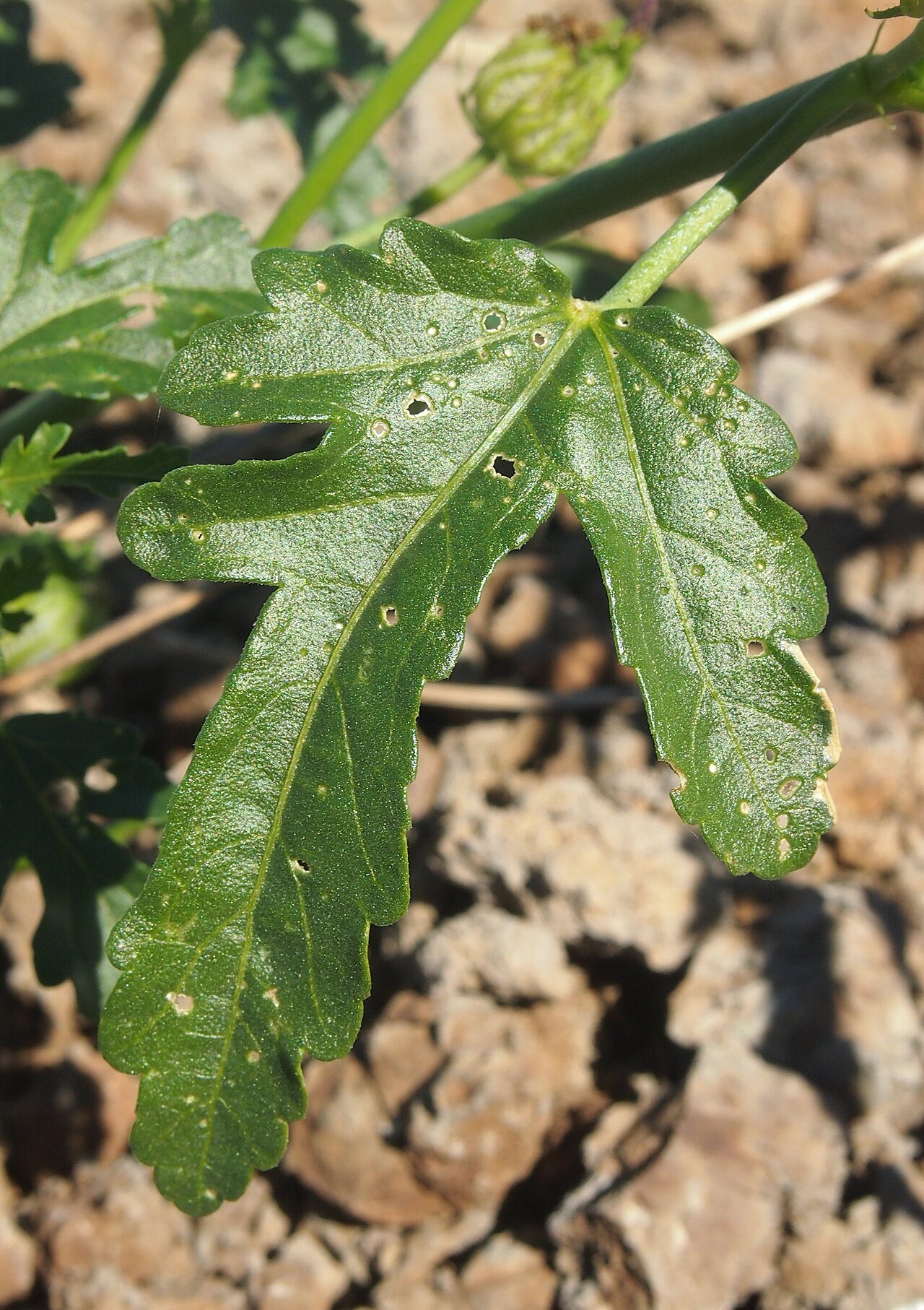 Sabdariffa meraukensis: Hibiscus meraukensis lower leaf