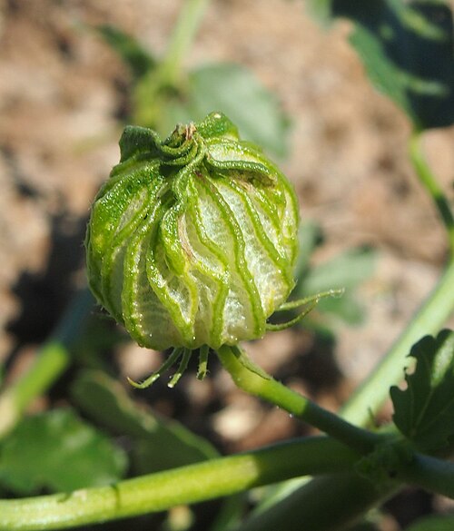 Sabdariffa meraukensis: Hibiscus meraukensis fruit