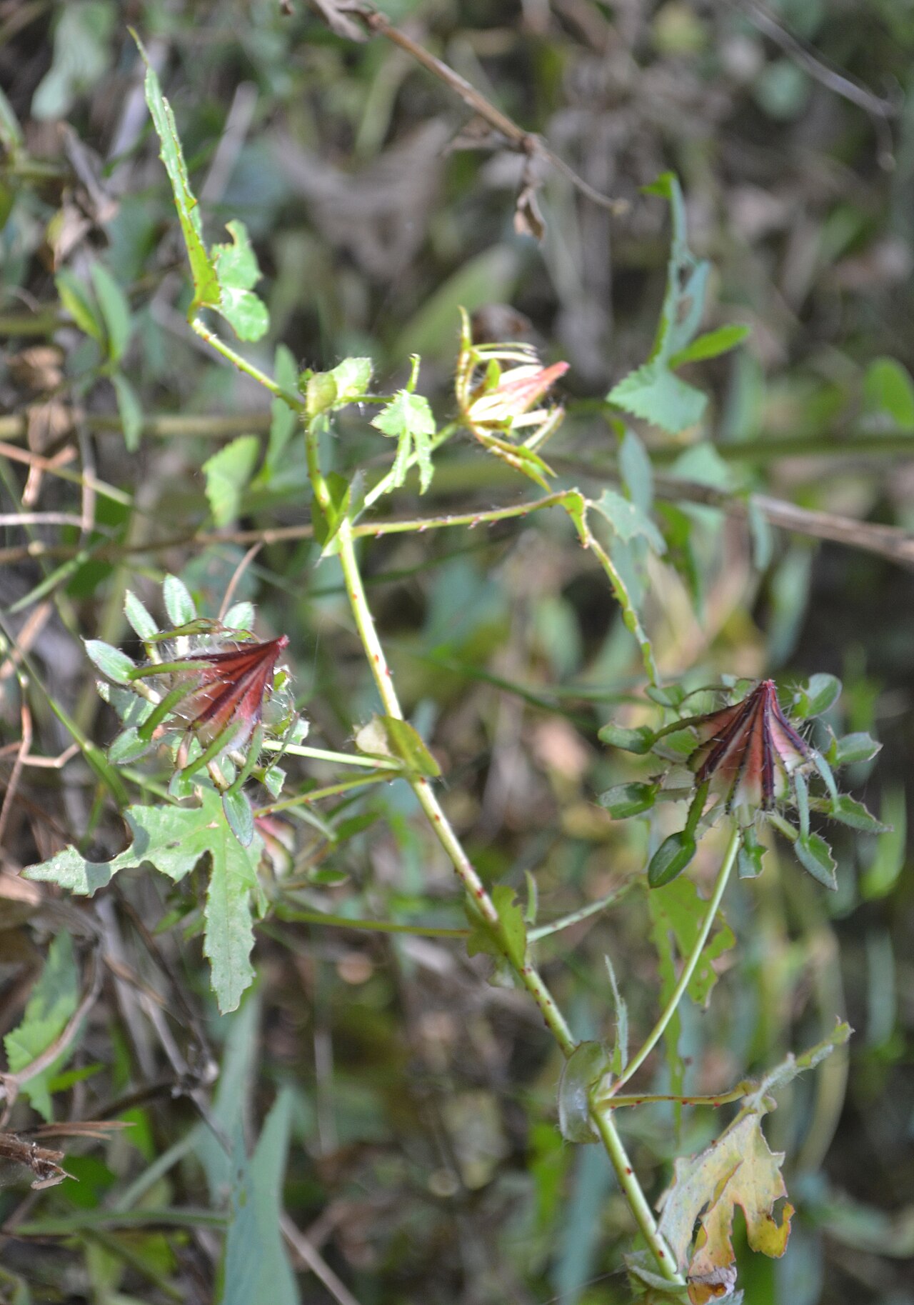 Sabdariffa surattensis: Hibiscus surattensis