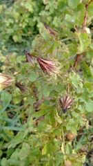 Sabdariffa surattensis (Sabdariffa surattensis)