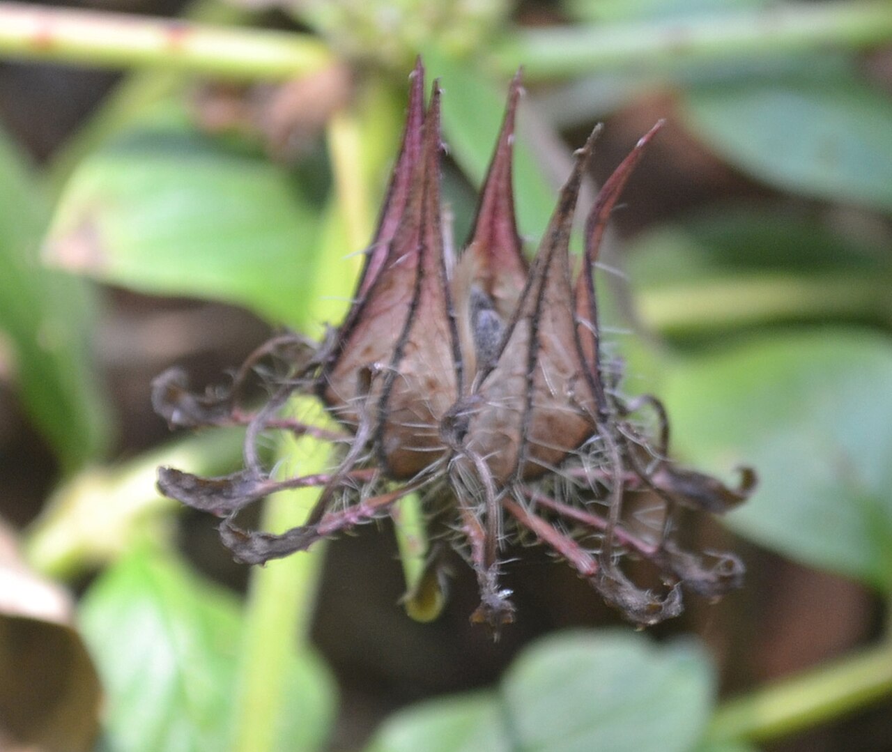 Sabdariffa surattensis: Hibiscus surattensis