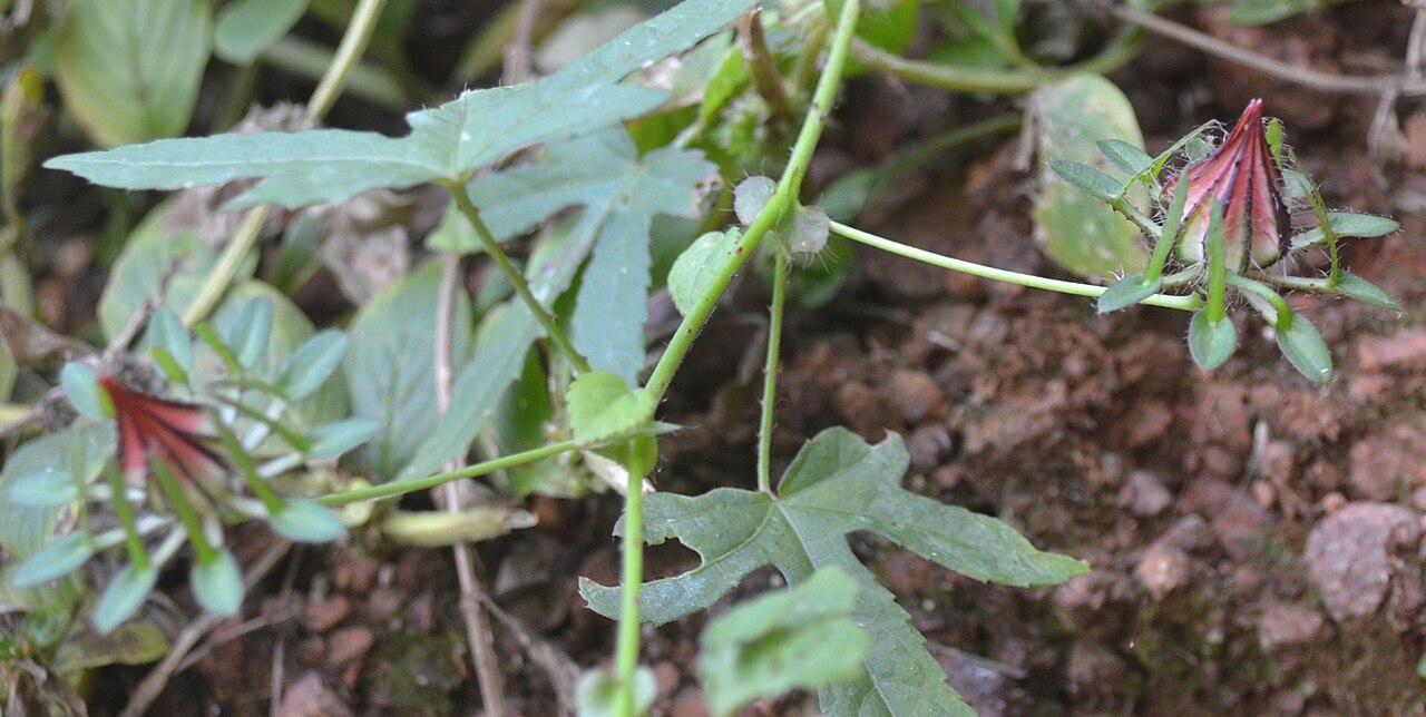Sabdariffa surattensis: Hibiscus surattensis