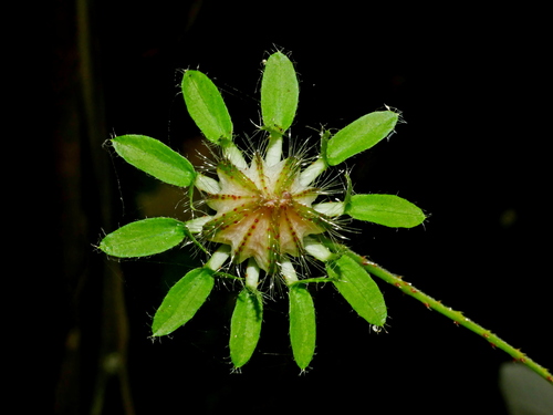 Sabdariffa surattensis (Sabdariffa surattensis)