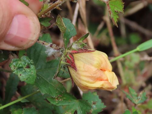 Sabdariffa surattensis (Sabdariffa surattensis)
