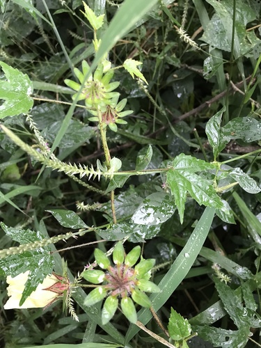Sabdariffa surattensis (Sabdariffa surattensis)