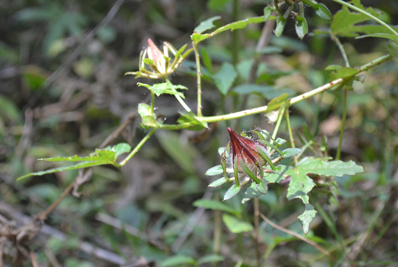 Sabdariffa surattensis: Hibiscus surattensis