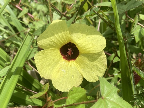 Sabdariffa surattensis (Sabdariffa surattensis)