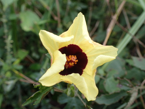 Sabdariffa surattensis (Sabdariffa surattensis)