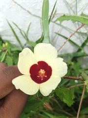 Sabdariffa surattensis (Sabdariffa surattensis)