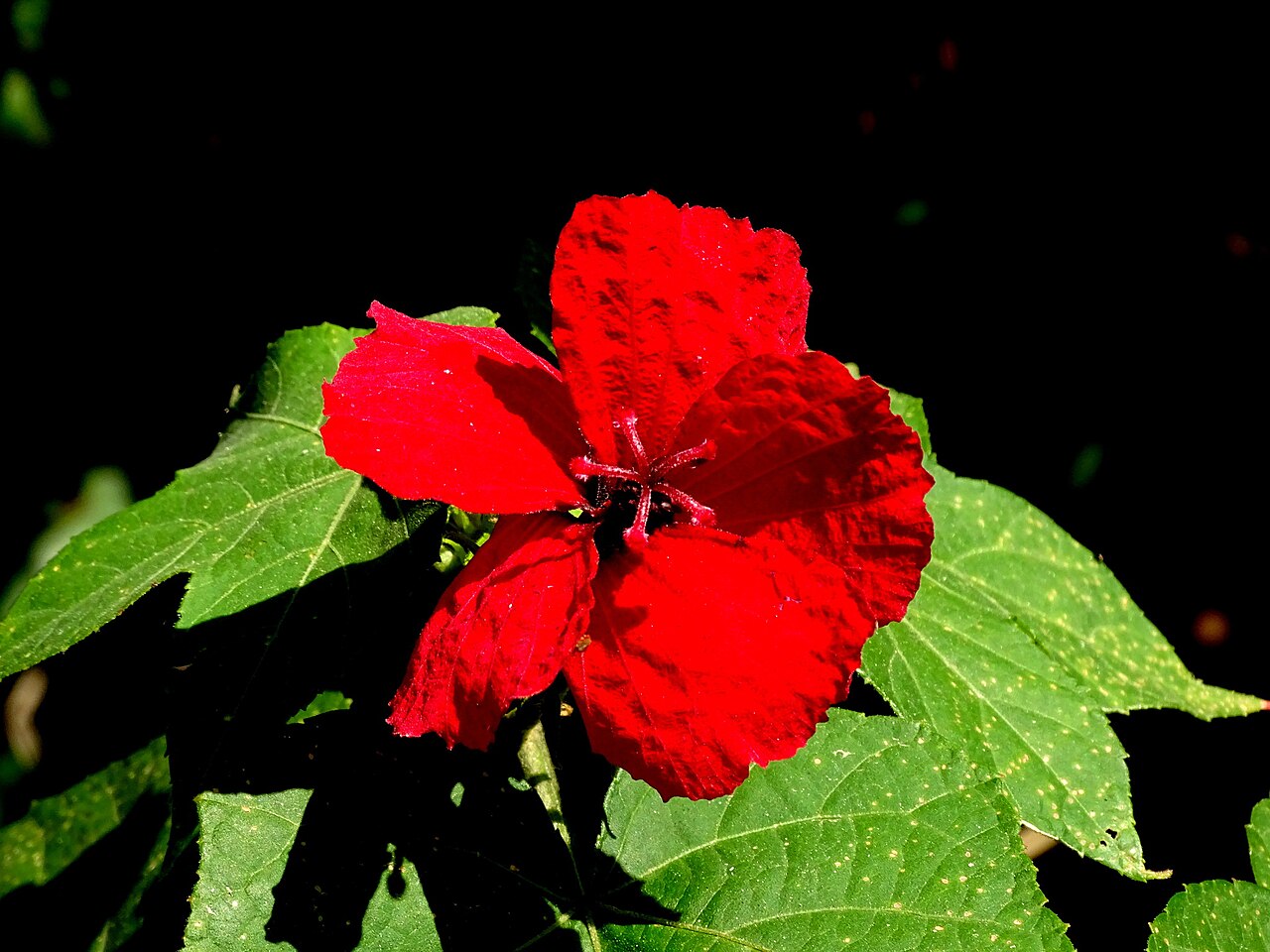 Sabdariffa uncinella: Photo of Hibiscus uncinellus uploaded from iNaturalist .