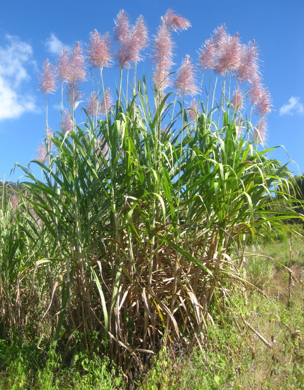 Sugarcane: Flowering thick-stemmed sugar cane ( Saccharum officinarum ), Zembe, Manica province, Mozambique.