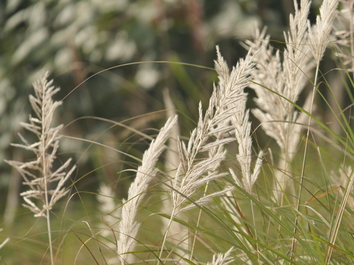 Wild sugarcane (Saccharum spontaneum)
