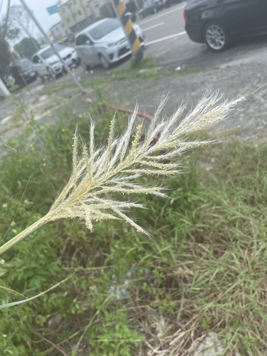 Wild sugarcane (Saccharum spontaneum)