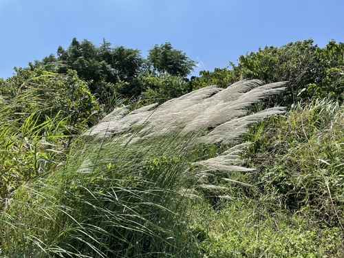Wild sugarcane (Saccharum spontaneum)