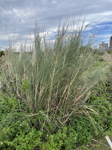Wild sugarcane (Saccharum spontaneum)