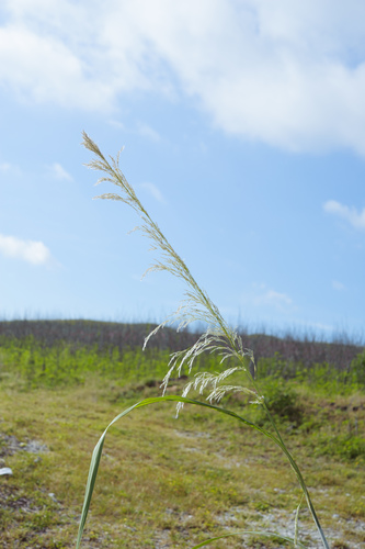 Wild sugarcane (Saccharum spontaneum)