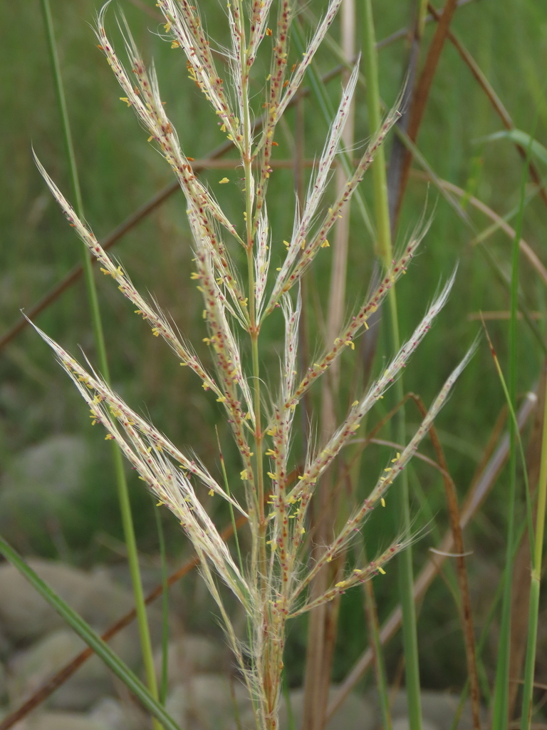 Wild sugarcane (Saccharum spontaneum)