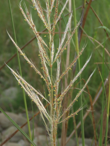 Wild sugarcane (Saccharum spontaneum)