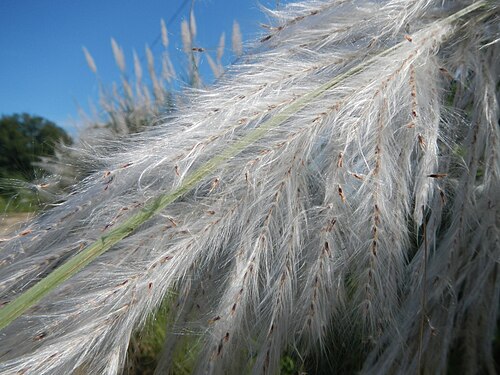 Wild sugarcane: Most beautiful Scenery, landscapes of Paddy fields, greens, in Angat , Bulacan - Barangay Niugan, Angat, Bulacan, surrounded with, Kakawate, Madre Cacao or Glir