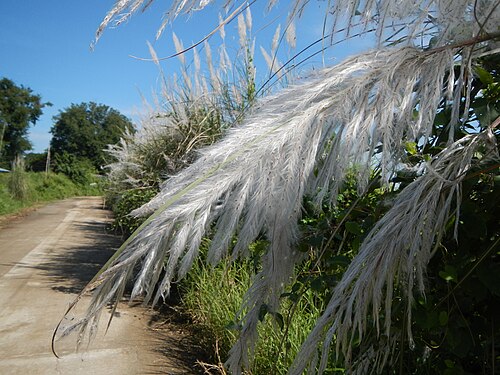 Wild sugarcane: Most beautiful Scenery, landscapes of Paddy fields, greens, in Angat , Bulacan - Barangay Niugan, Angat, Bulacan, surrounded with, Kakawate, Madre Cacao or Glir