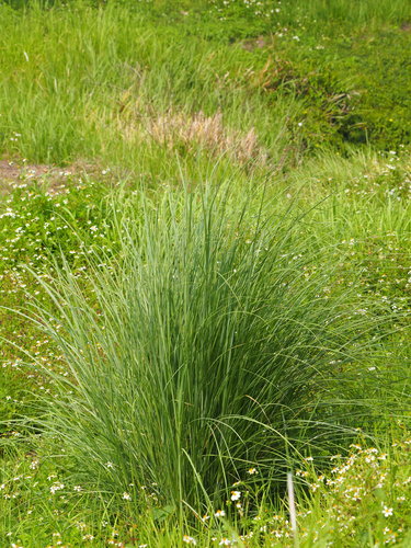 Wild sugarcane (Saccharum spontaneum)